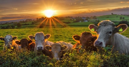 Cows in field