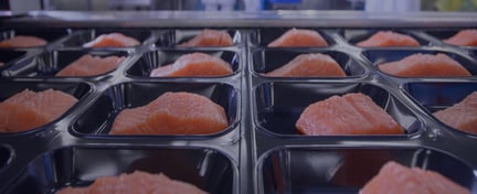 Fresh salmon fillets arranged in black trays on a food processing production line, viewed from a low angle with rows extending into the background.