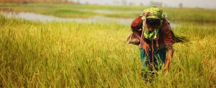 Persona trabajadora en un campo agrícola, representando la evaluación del impacto sobre los derechos humanos en actividades y cadenas de suministro.