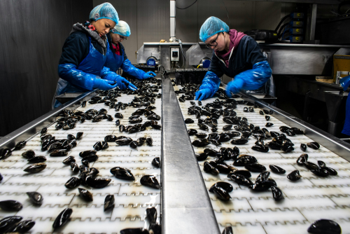 Workers inspecting mussels in line up
