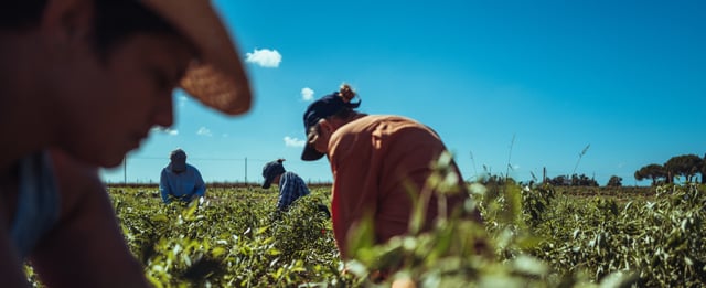 Trabalhadores rurais em atividade no campo sob céu aberto
