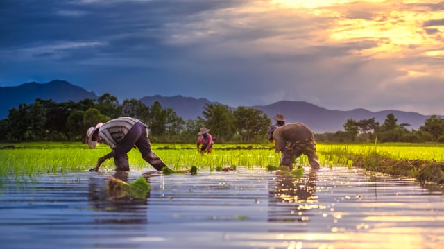 food and sustainability